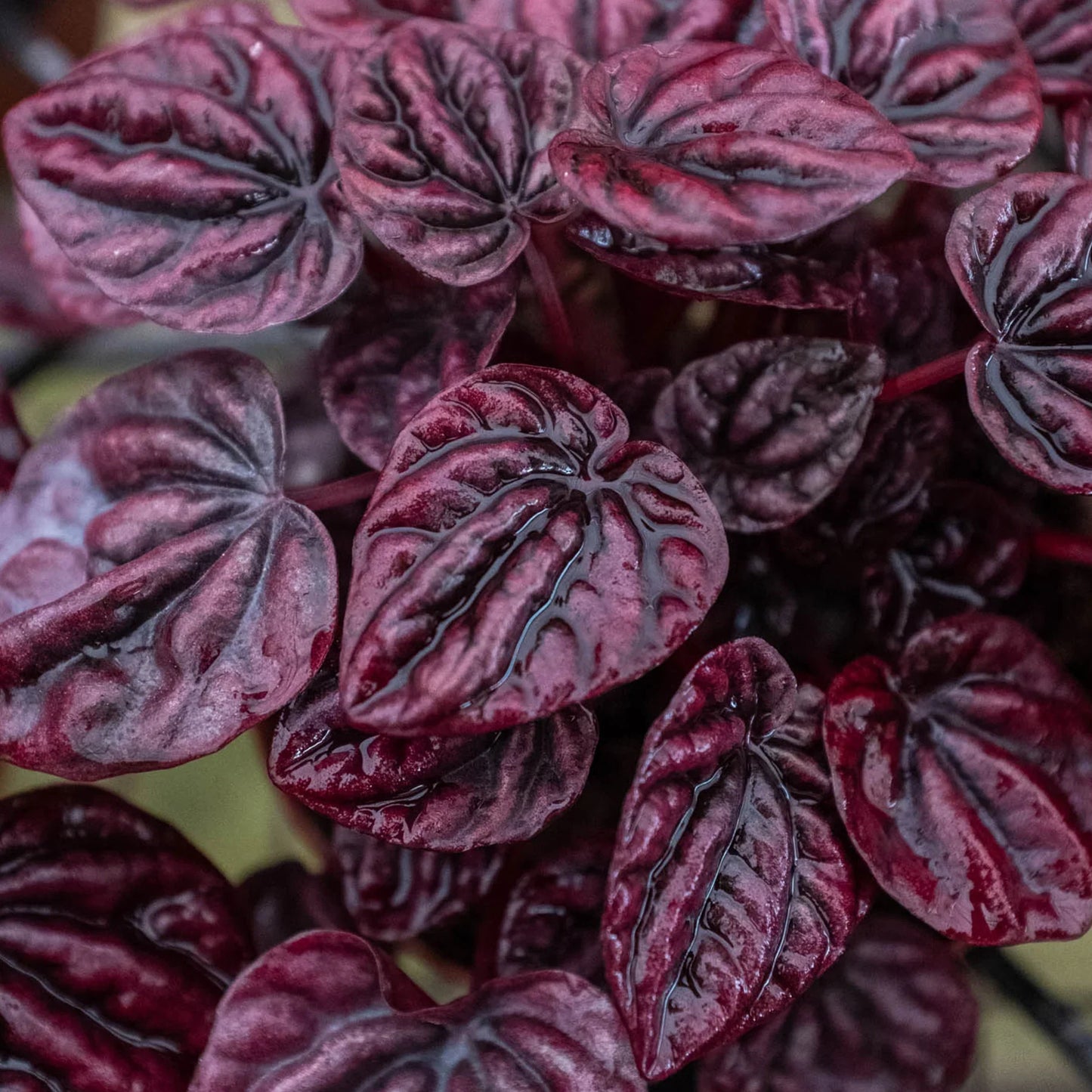 Peperomia 'Ripple Red' - Crimson Ripple: Easy-Care, Succulent-Like Houseplant