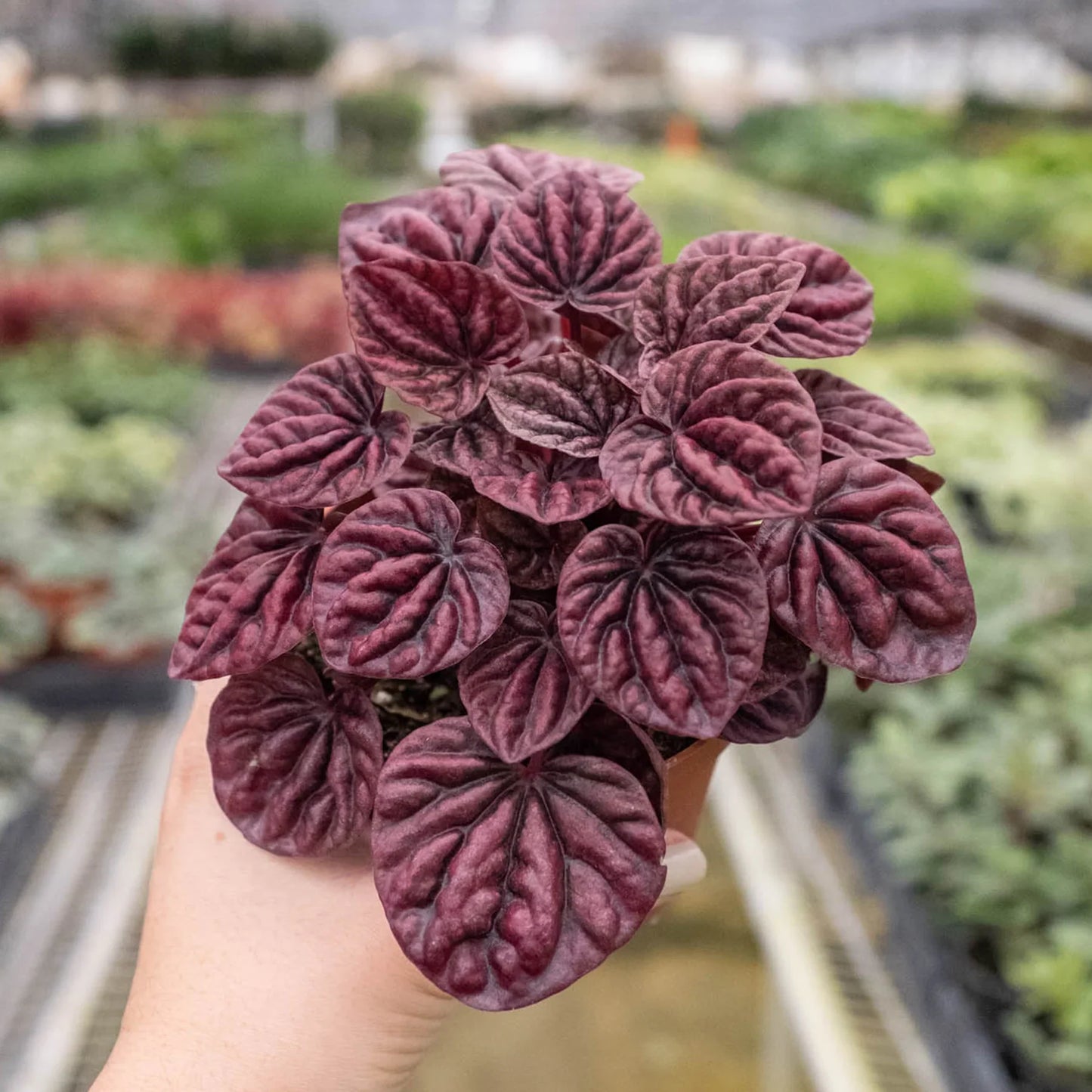 Peperomia 'Ripple Red' - Crimson Ripple: Easy-Care, Succulent-Like Houseplant