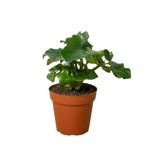 Philodendron 'Atom' - Tiny Titan: Low-Maintenance, Glossy Leafed Houseplant