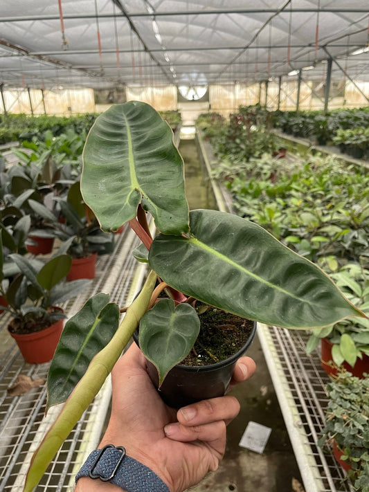 Philodendron 'Billietiae' - Billie Elish: Unique Orange-Stemmed Climbing Plant