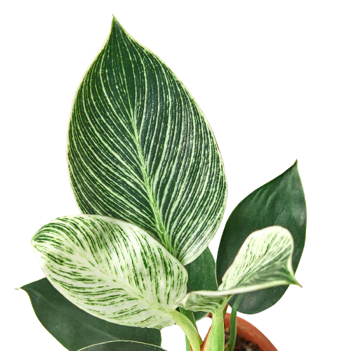 Philodendron 'Birkin' - Stripes of Delight: Elegant Variegated Houseplant