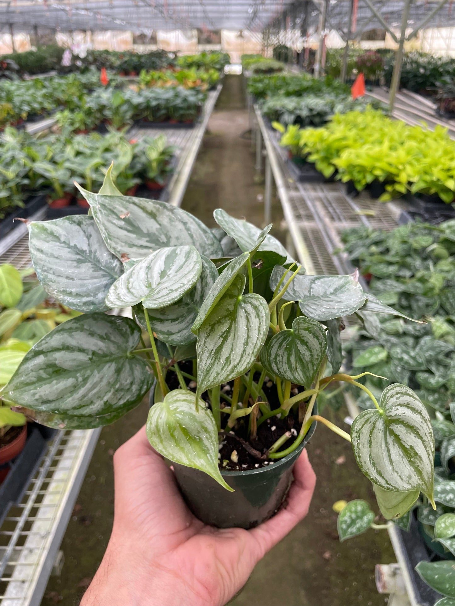 Philodendron 'Brandi' - The Silver Stunner: Easy-Care Versatile Climbing and Cascading Houseplant