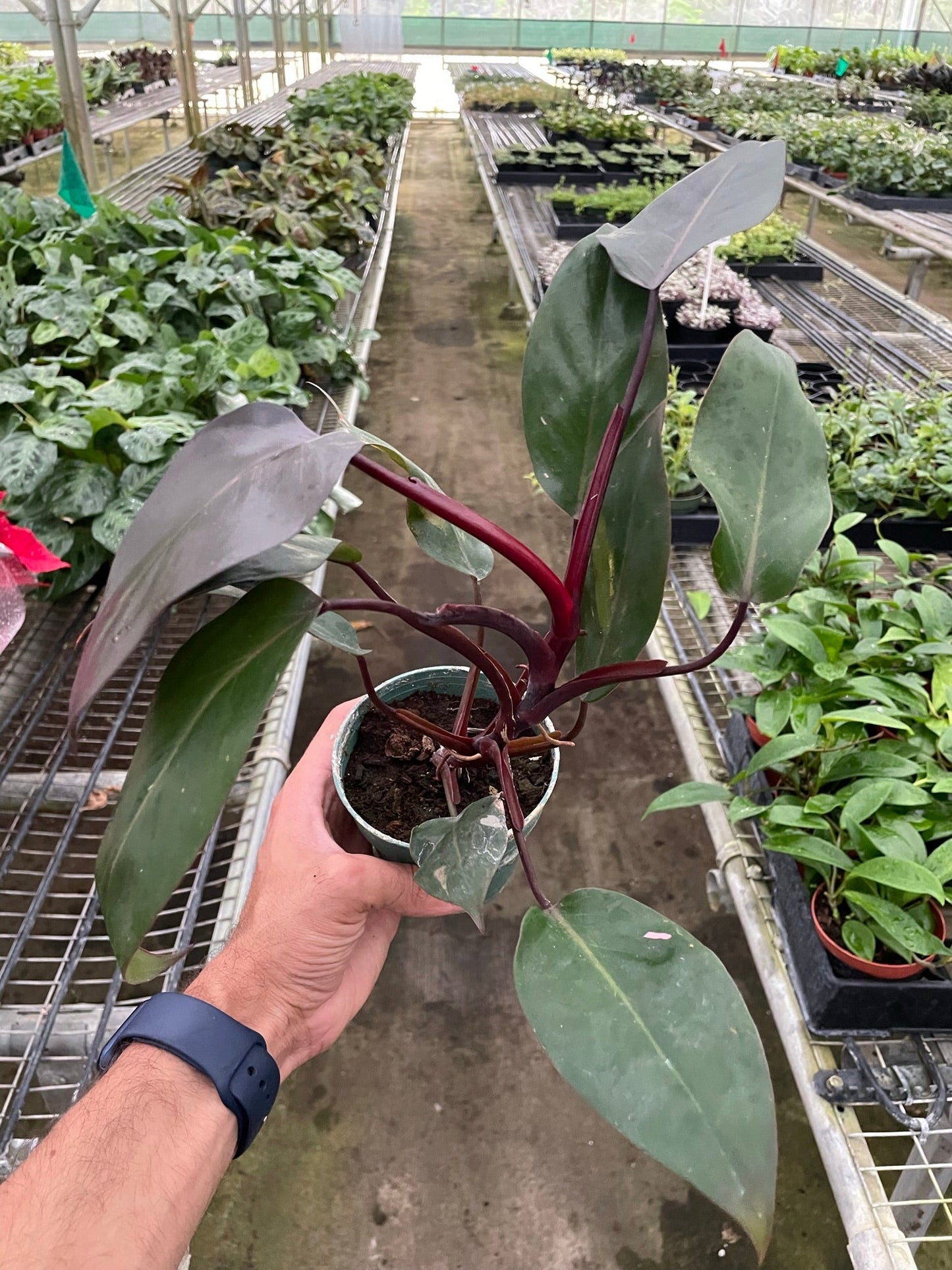 Philodendron 'Burgundy Princess' (Reverted Pink Princess) - B-Grade: Rare Easy-Care Plant with Unique Burgundy Leaves