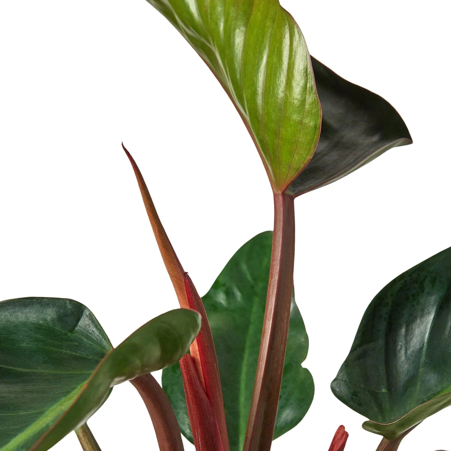 Philodendron 'Congo Rojo' - Jungle Royalty: Elegant Self-Header Tropical Plant