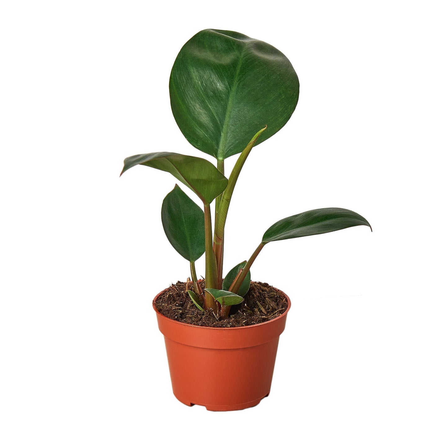 Philodendron 'Congo Rojo' - Jungle Royalty: Elegant Self-Header Tropical Plant