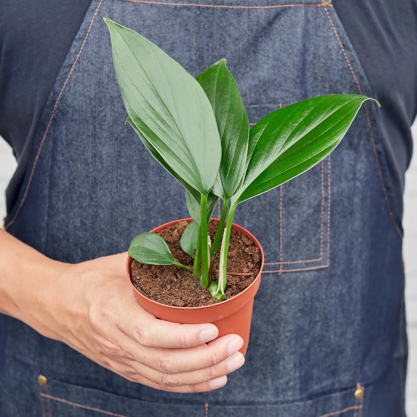 Philodendron 'Dragon Tail' - Unleash The Dragon: Rare Variegated Houseplant with Dark Green Leaves