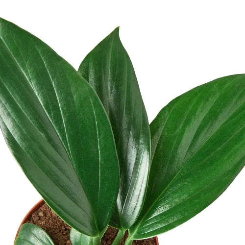 Philodendron 'Dragon Tail' - Unleash The Dragon: Rare Variegated Houseplant with Dark Green Leaves