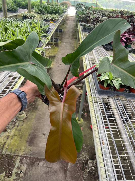 Philodendron 'Florida Bronze' - Bronze Beauty: Exotic Tropical Houseplant with Unique Foliage