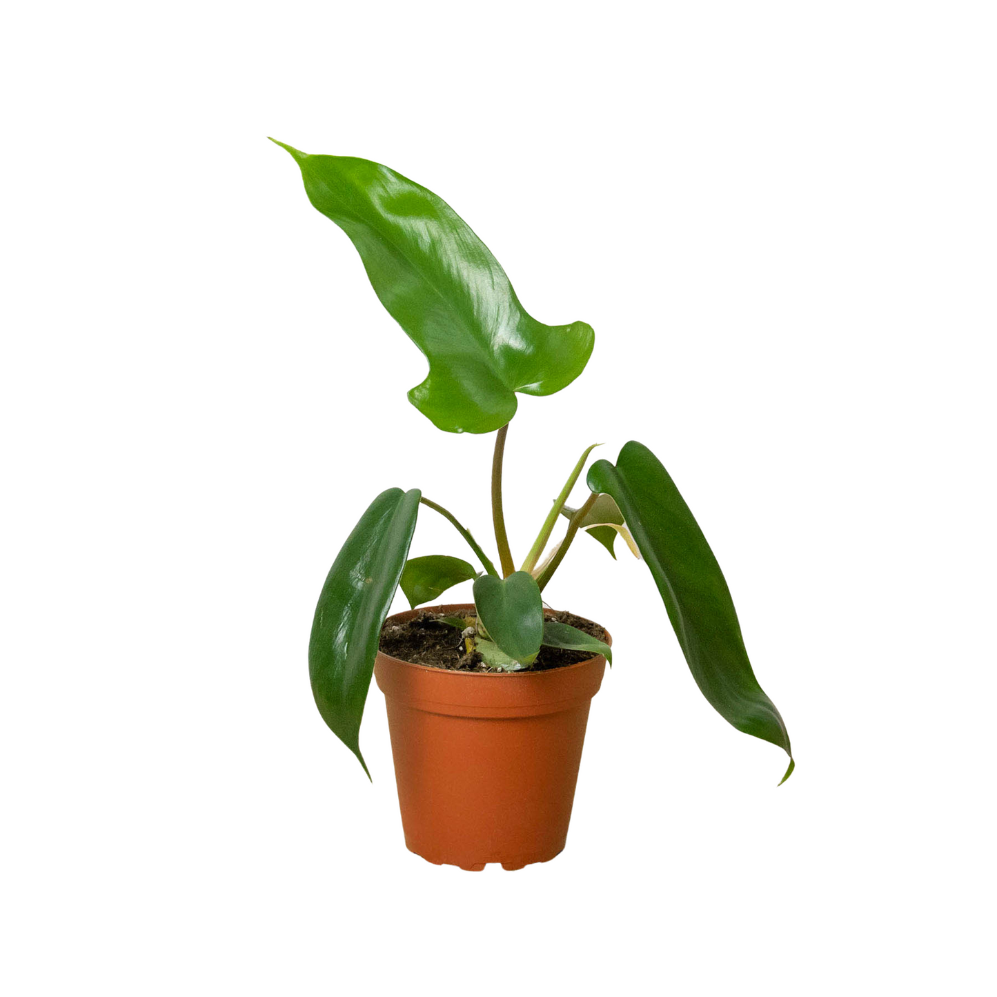 Philodendron 'Florida Green' - The Green Machine: Evergreen Hybrid with Lobed Leaves and Red Stems