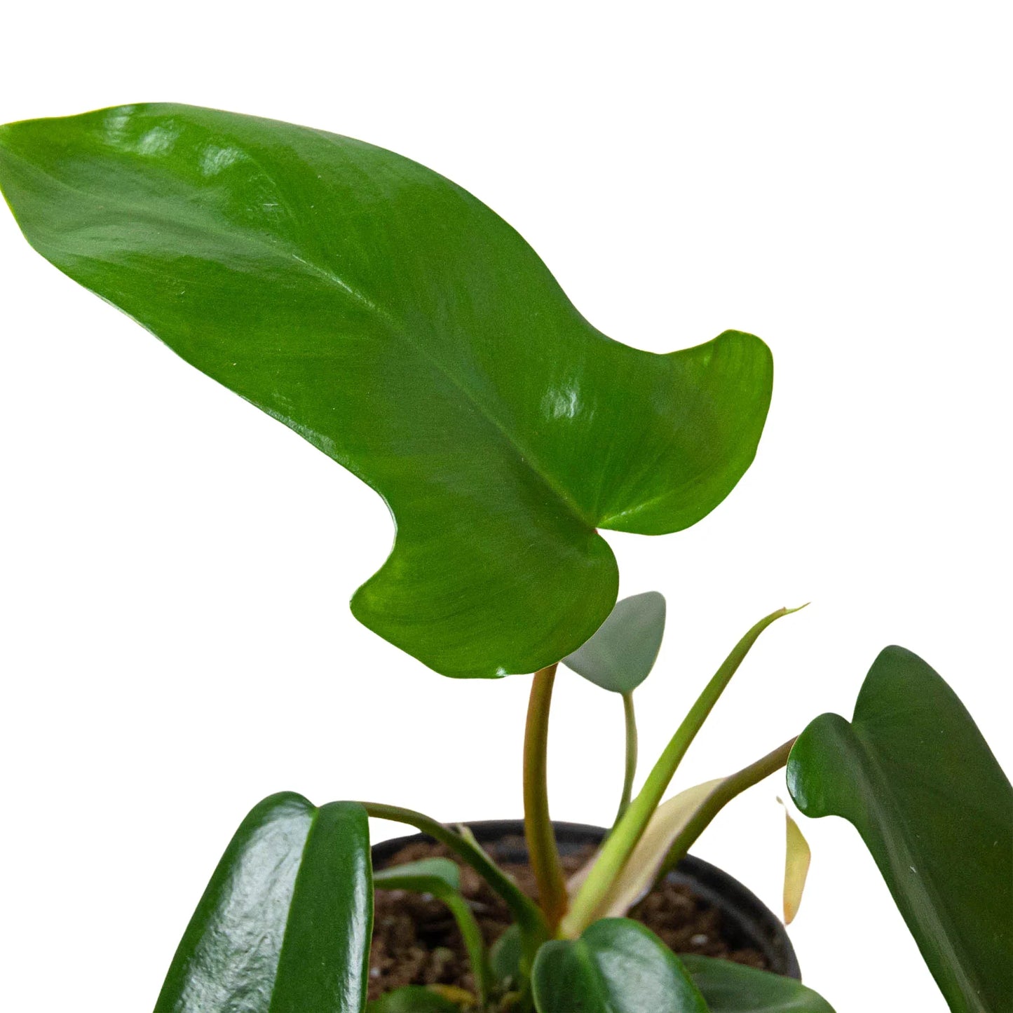 Philodendron 'Florida Green' - The Green Machine: Evergreen Hybrid with Lobed Leaves and Red Stems