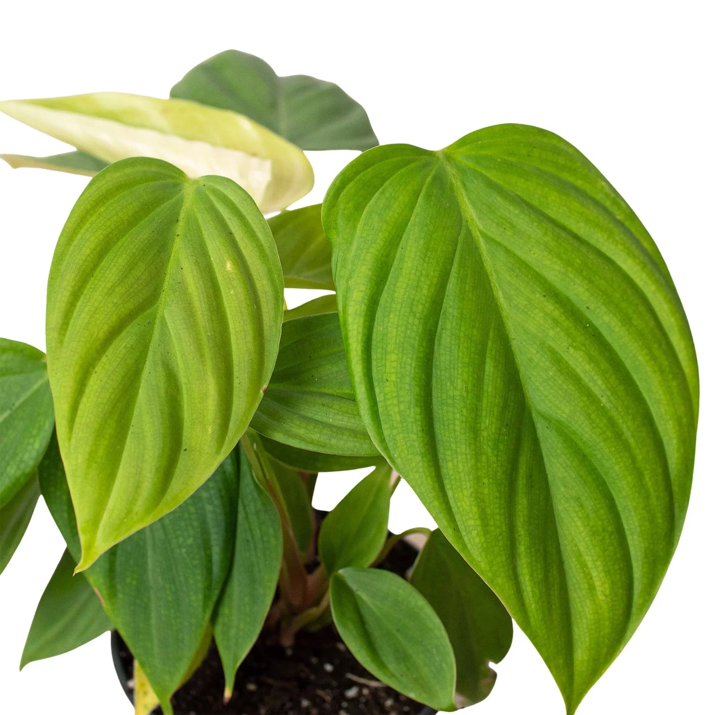 Philodendron 'Fuzzy Petiole' - Fuzzy Friends Forever: Unique Red-Petioled Aroid Houseplant