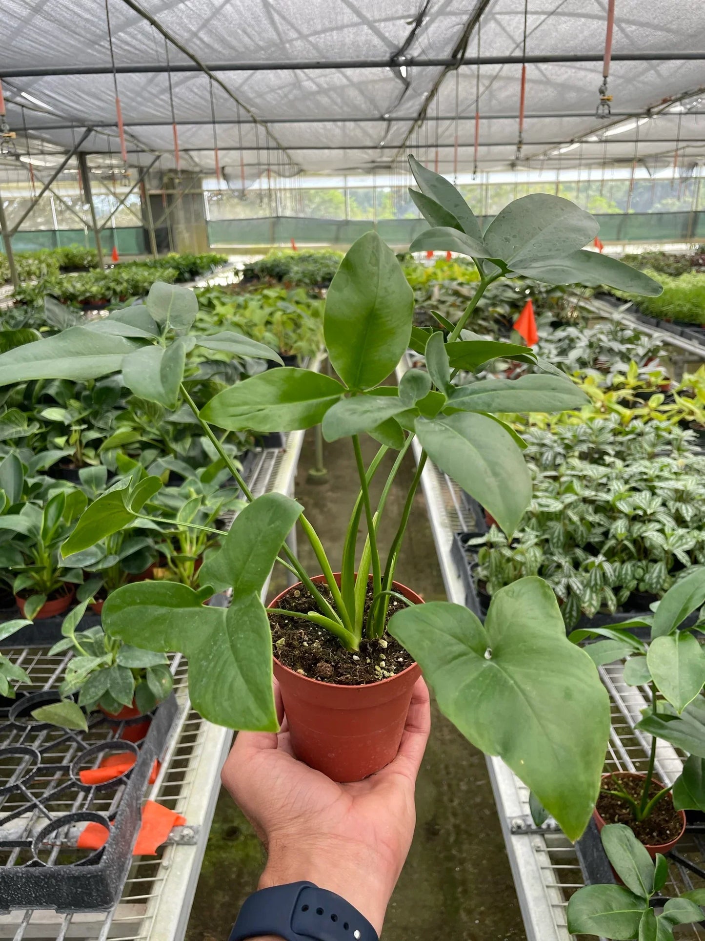 Syngonium 'Godzilla' - Monster Green! Unique Finger Leaf Houseplant