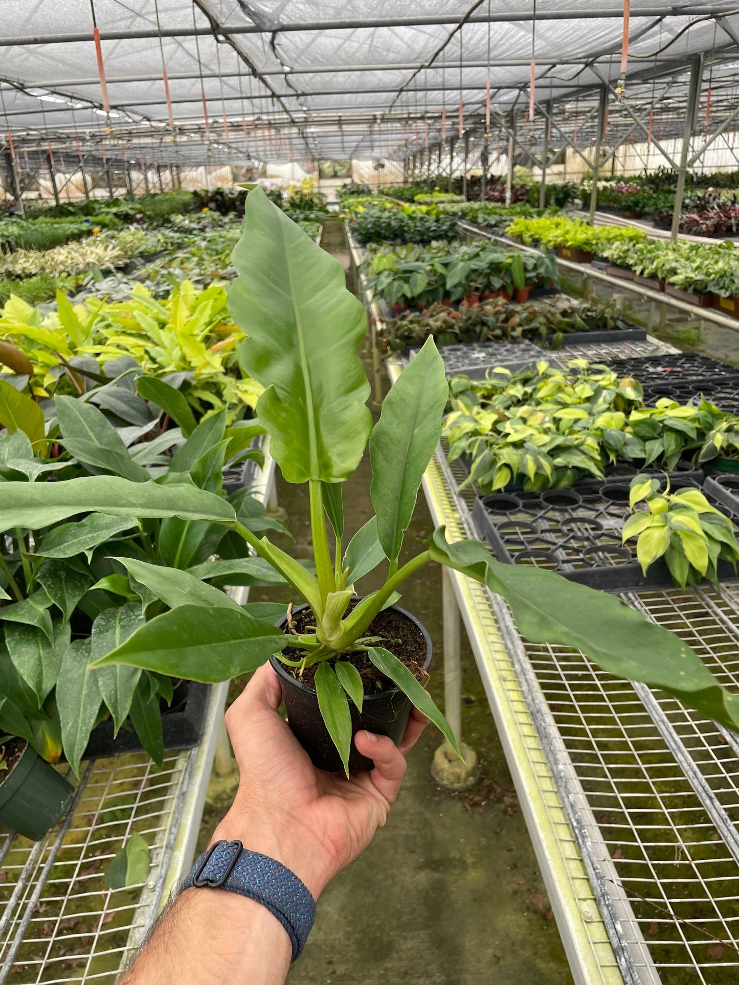 Philodendron 'Jungle Boogie' - Boogie Fever: Stylish Tropical Houseplant with Glossy, Deeply Cut Leaves