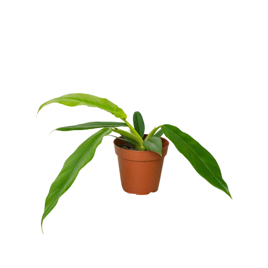 Philodendron 'Narrow Escape' - Jungle Boogie Groove: Exotic, Easy-to-Grow Houseplant