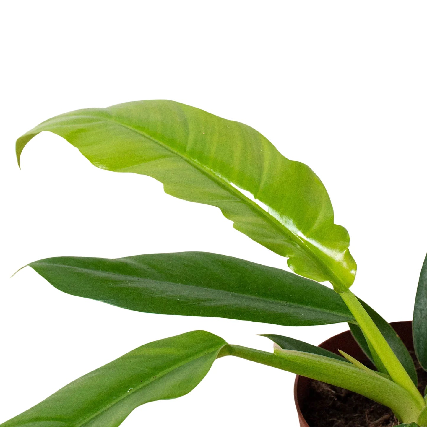 Philodendron 'Narrow Escape' - Jungle Boogie Groove: Exotic, Easy-to-Grow Houseplant