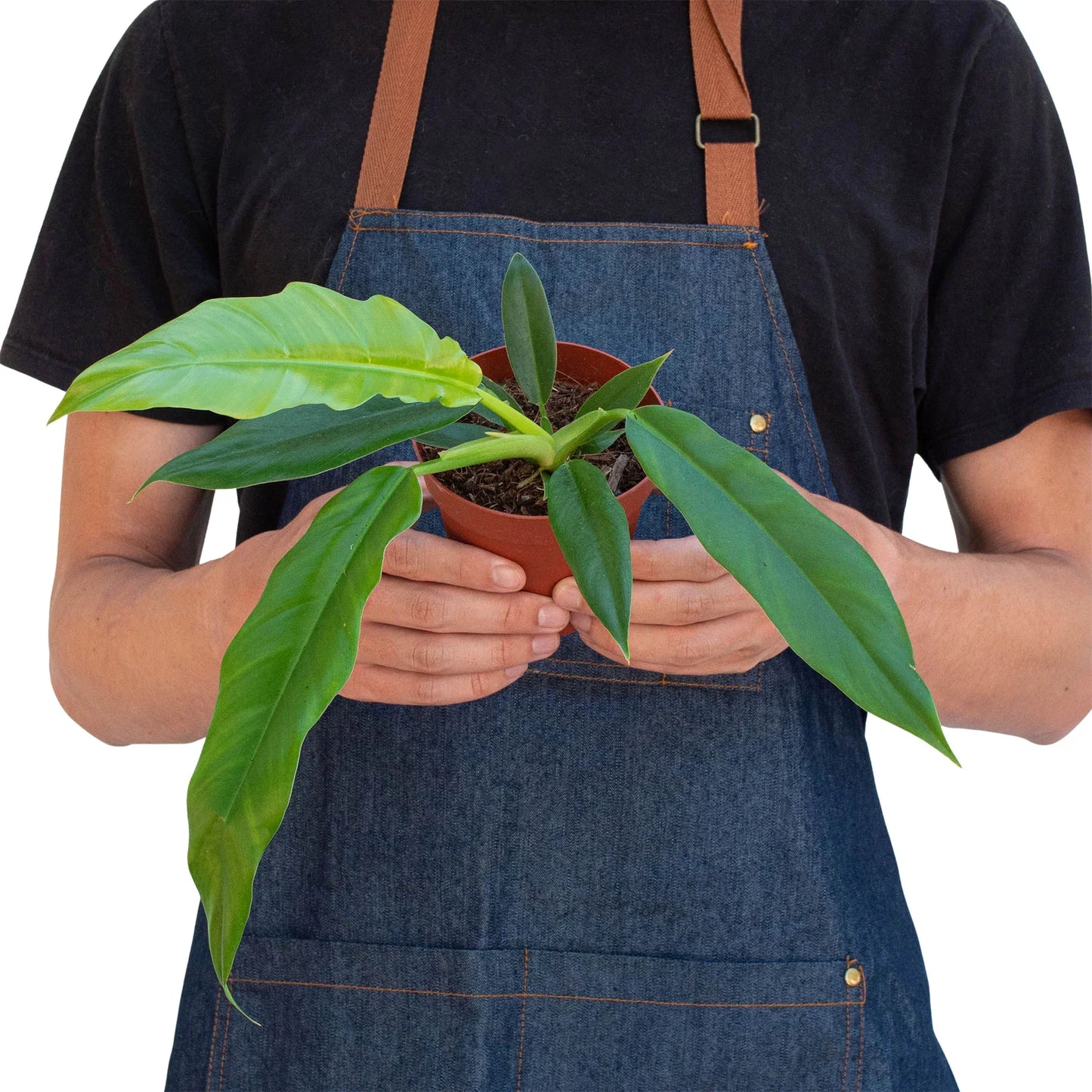 Philodendron 'Narrow Escape' - Jungle Boogie Groove: Exotic, Easy-to-Grow Houseplant