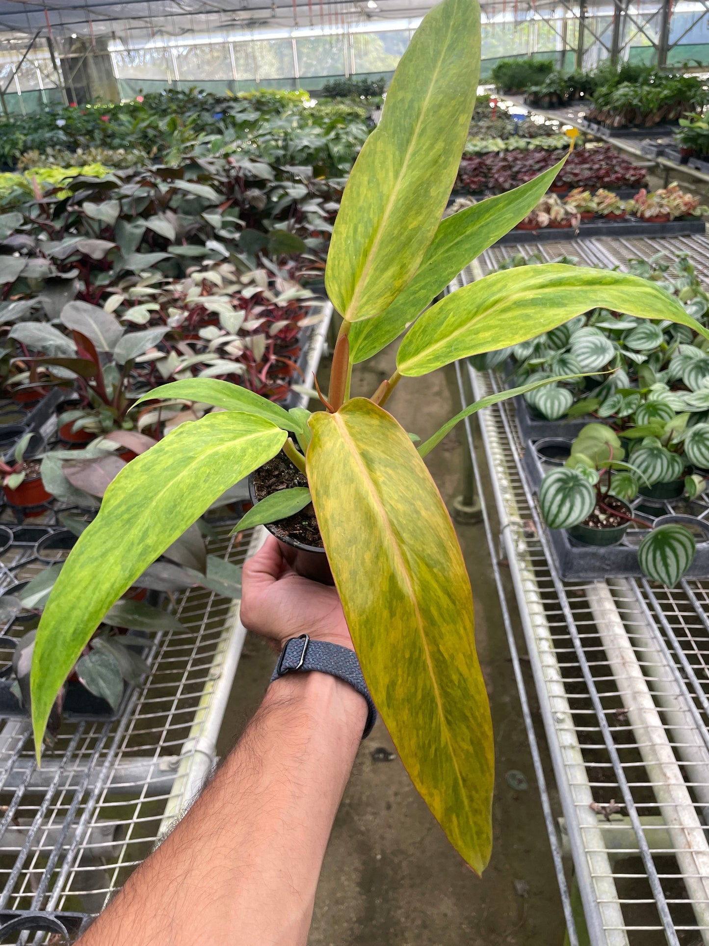 Philodendron 'Orange Marmalade' - Tangy Tropics: Rare, Quadcolor Variegated Houseplant