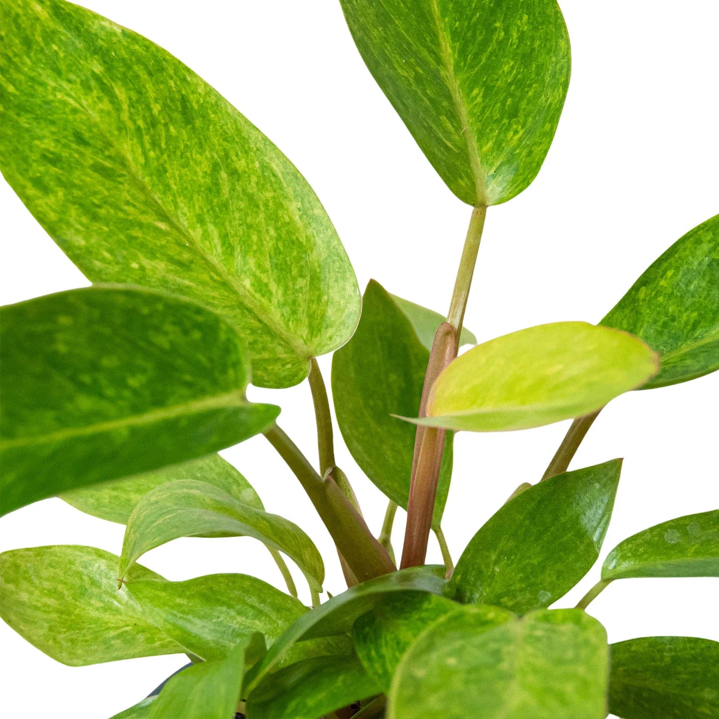 Philodendron 'Painted Lady' - Tropical Mosaic Masterpiece: Variegated Climbing Philodendron Houseplant