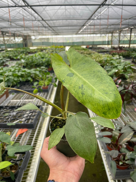 Philodendron 'Paraiso Verde' - Paradise on a Leaf: Variegated Tropical Houseplant