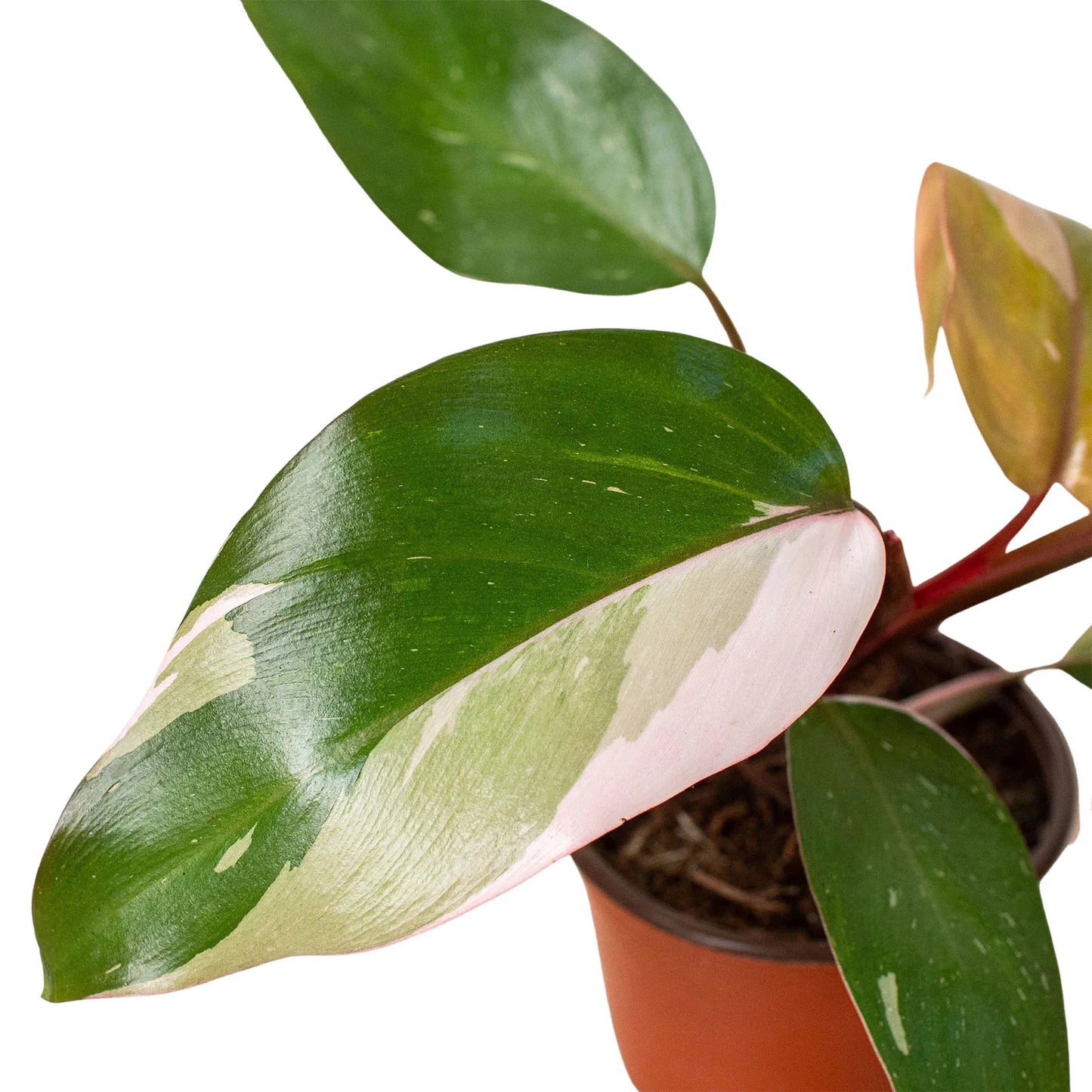 Philodendron 'Pink Princess' - Royal Blush Delight: Rare Variegated Wax Leaf Beauty