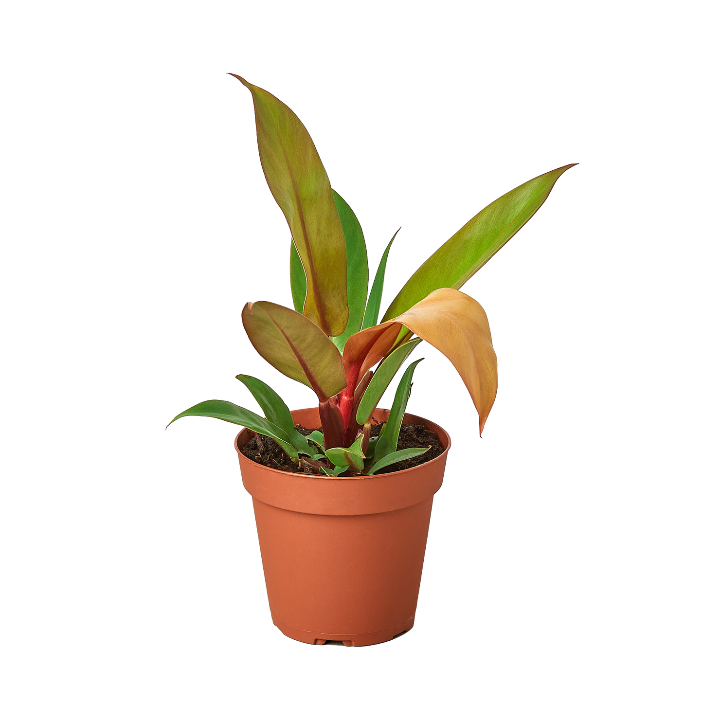 Philodendron 'Prince of Orange' - Royal Sunset: Vibrant Color-Changing Leaf Houseplant