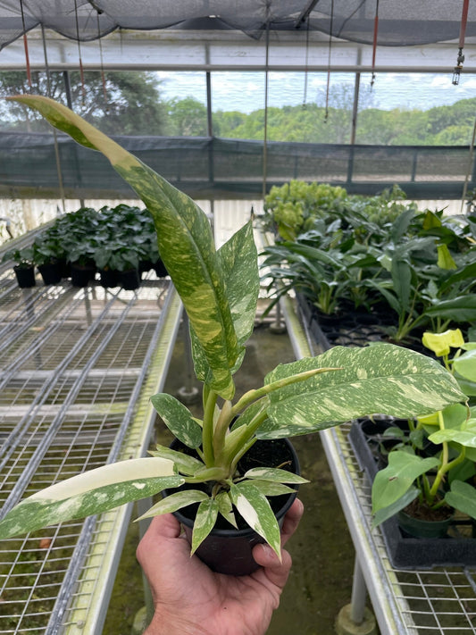 Philodendron 'Variegated Ring of Fire' - Fiery Foliage Frenzy: Rare Hybrid Houseplant with Stunning Multi-Colored Leaves