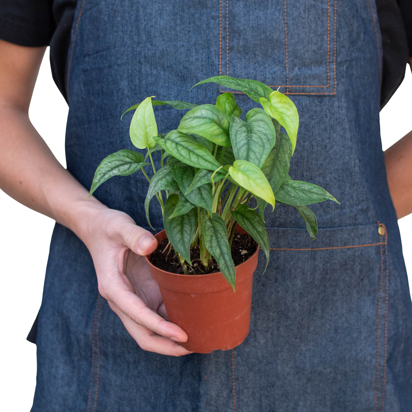 Monstera 'Siltepecana' - Monstera Mingle: Versatile Silver Queen Vine for Hanging Baskets & Terrariums