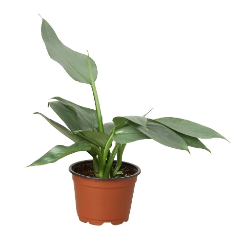 Philodendron 'Silver Sword' - Knight in Shining Armor: Versatile & Easy to Maintain Plant for Terrariums and Terrestrial Pots