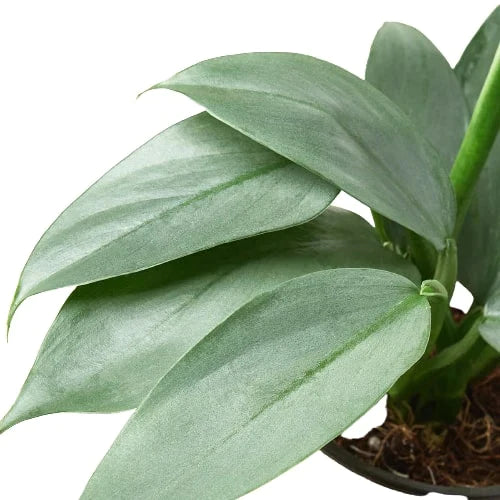 Philodendron 'Silver Sword' - Knight in Shining Armor: Versatile & Easy to Maintain Plant for Terrariums and Terrestrial Pots