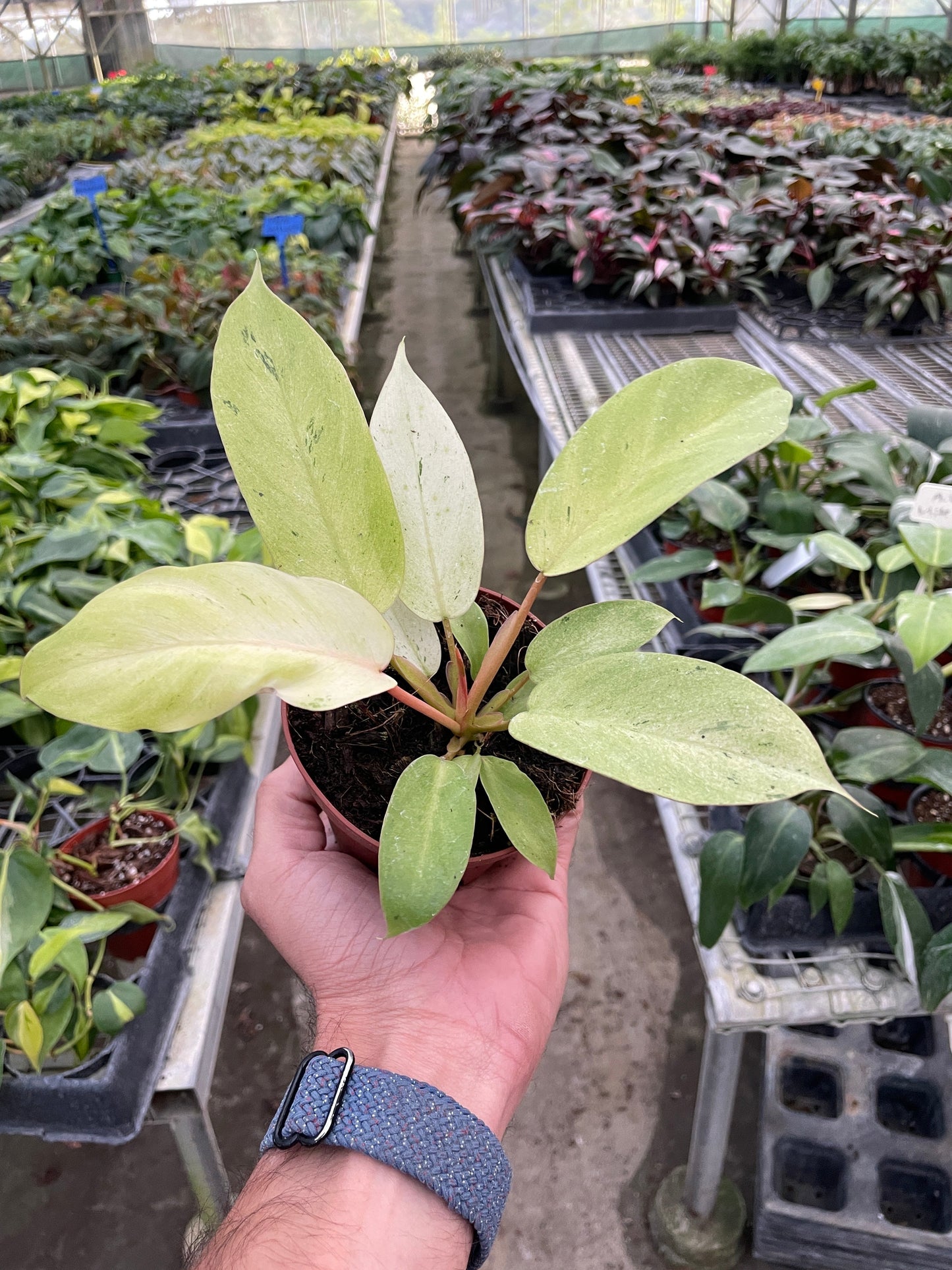 Philodendron 'Snowdrift' - Winter Wonderland: Speckled Foliage Houseplant