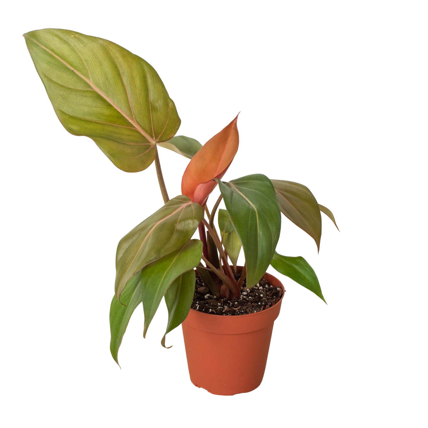 Philodendron 'Summer Glory' - Sunset Hearts: Enchanting Houseplant with Reddish Bronze Foliage