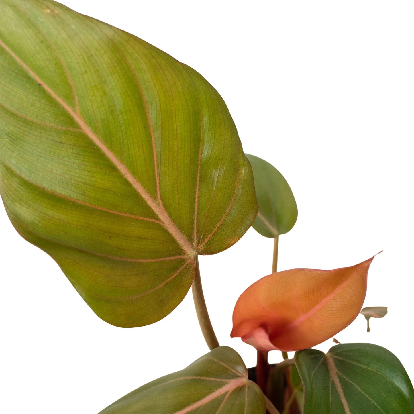 Philodendron 'Summer Glory' - Sunset Hearts: Enchanting Houseplant with Reddish Bronze Foliage