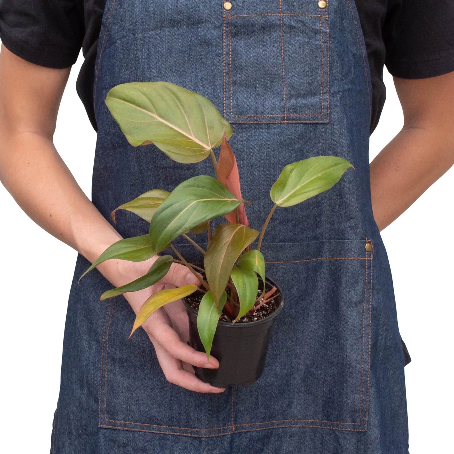 Philodendron 'Summer Glory' - Sunset Hearts: Enchanting Houseplant with Reddish Bronze Foliage