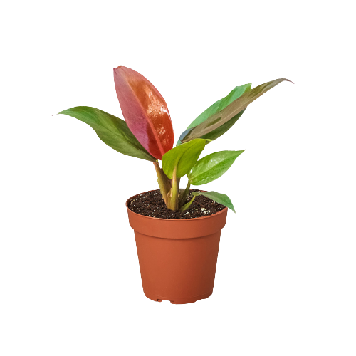 Philodendron 'Sun Red' - Sunset Serenade: Decorative Foliage Air-Purifying Houseplant