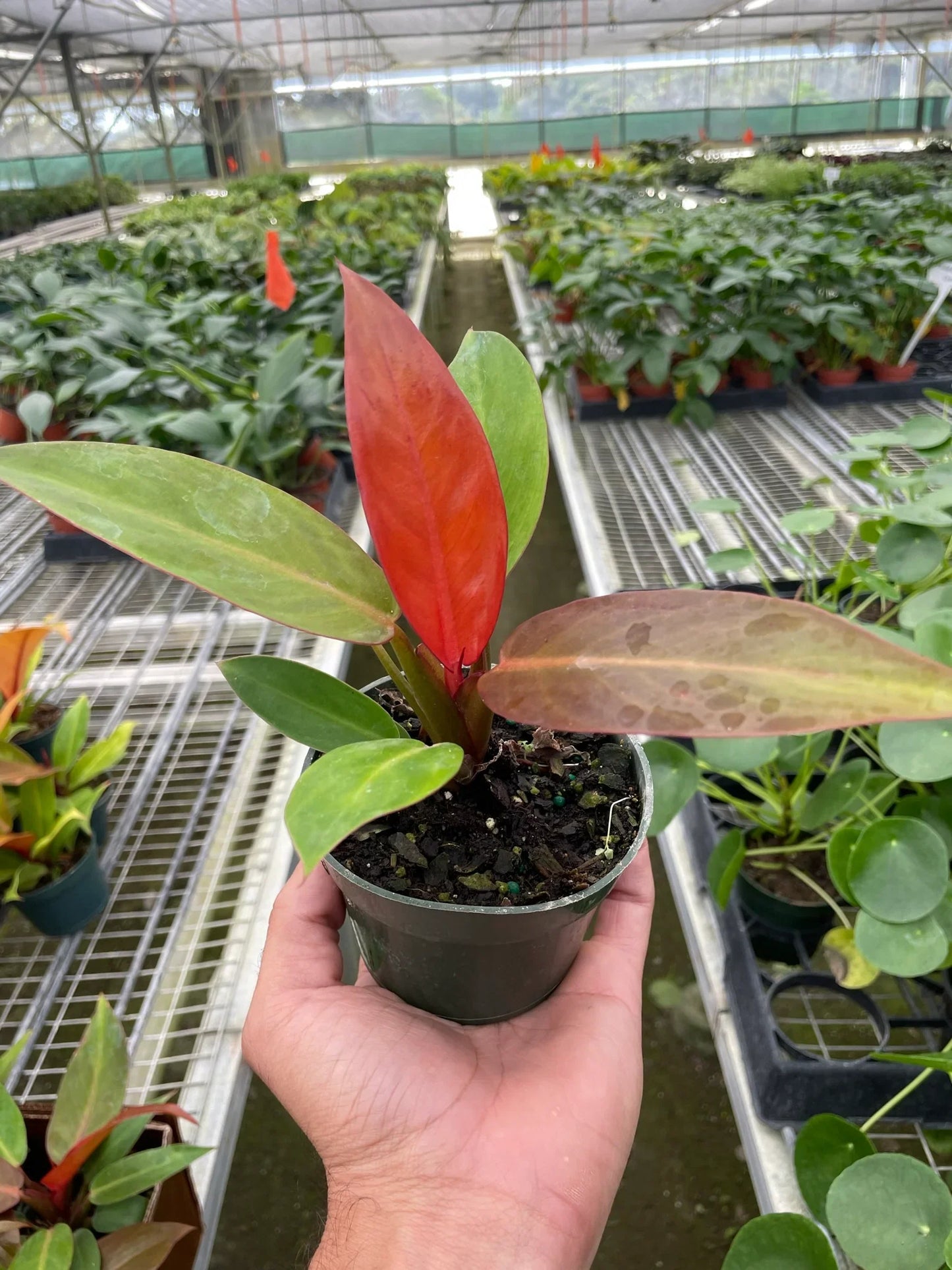 Philodendron 'Sun Red' - Sunset Serenade: Decorative Foliage Air-Purifying Houseplant