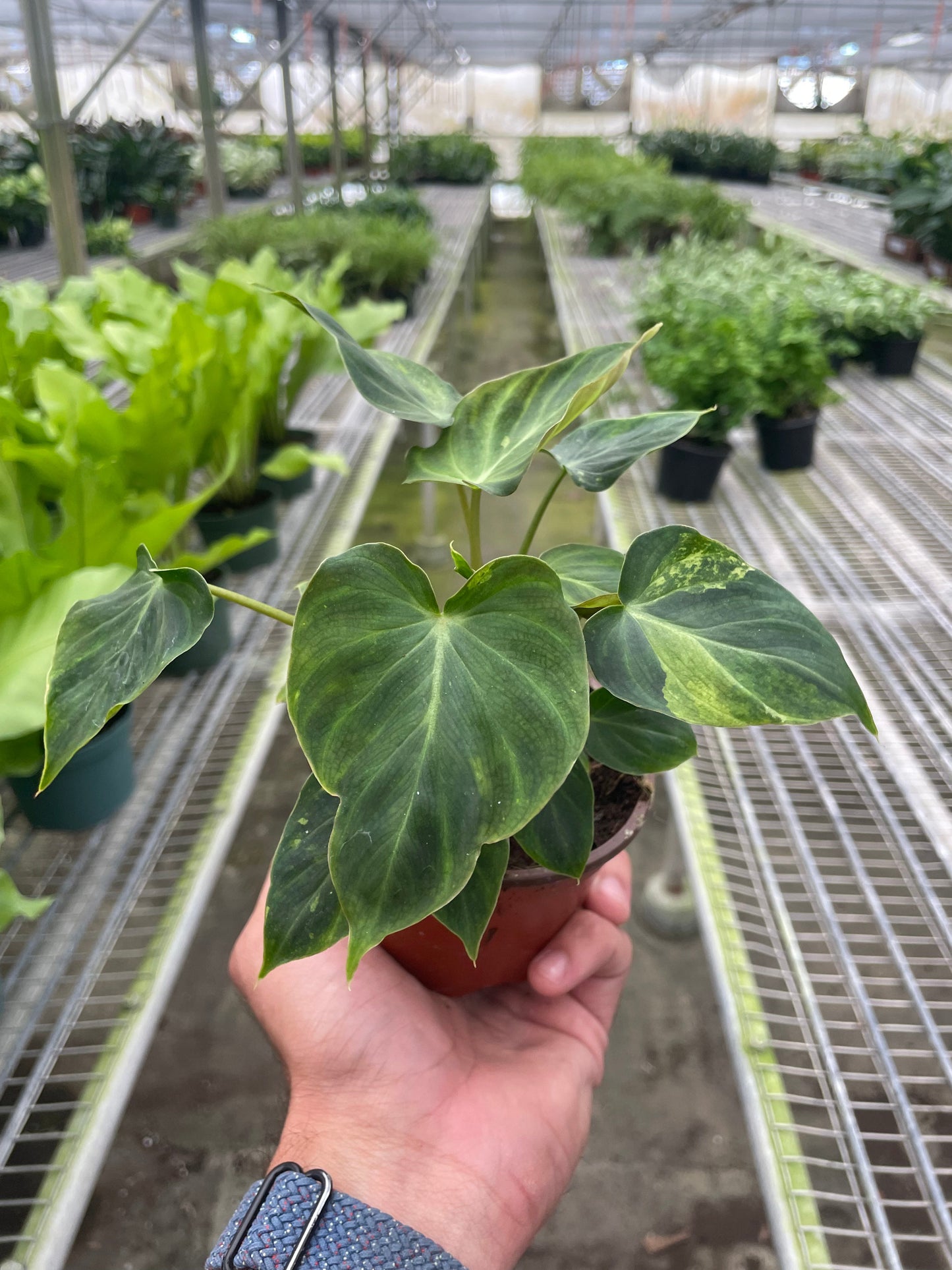 Philodendron 'Verrucosum' - Golden Delight: Stunning Tropical Climbing Houseplant