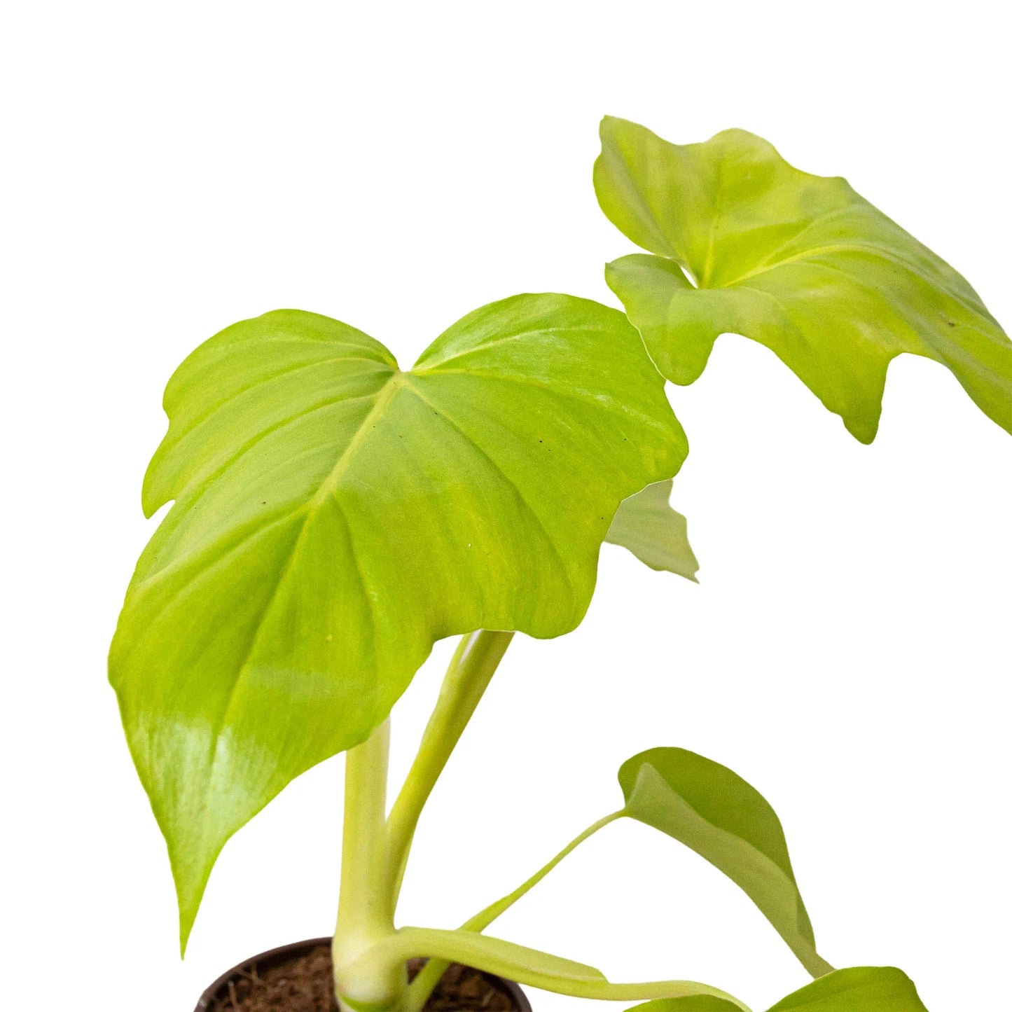 Philodendron 'Warscewiczii' - Get Feathered: Rare Tropical Houseplant with Stunning White Flowers