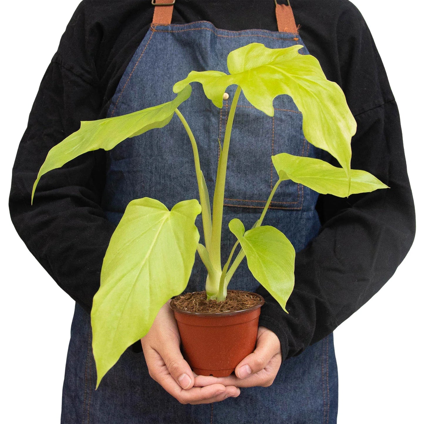 Philodendron 'Warscewiczii' - Get Feathered: Rare Tropical Houseplant with Stunning White Flowers