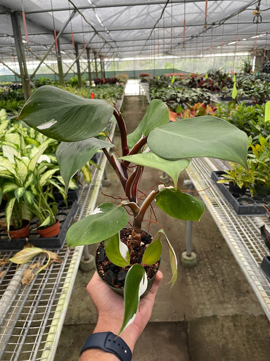 Philodendron 'White Knight' - Knight In Shining Leaves: Rare Variegated Aroid Houseplant