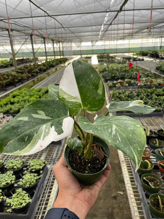 Philodendron 'White Princess' - Regal Splendor: Striking Indoor Houseplant with White Variegation