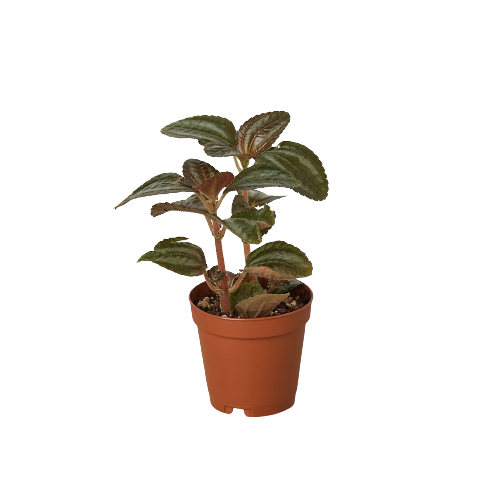 Pilea 'Bronze' - The Bronze Beauty: Unique Crinkled Leaves, Low Light Indoor Plant