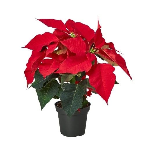 Poinsettia 'Red' - Holiday Starlight: Festive Christmas Floral Display Plant, Vibrant Red and Green Foliage