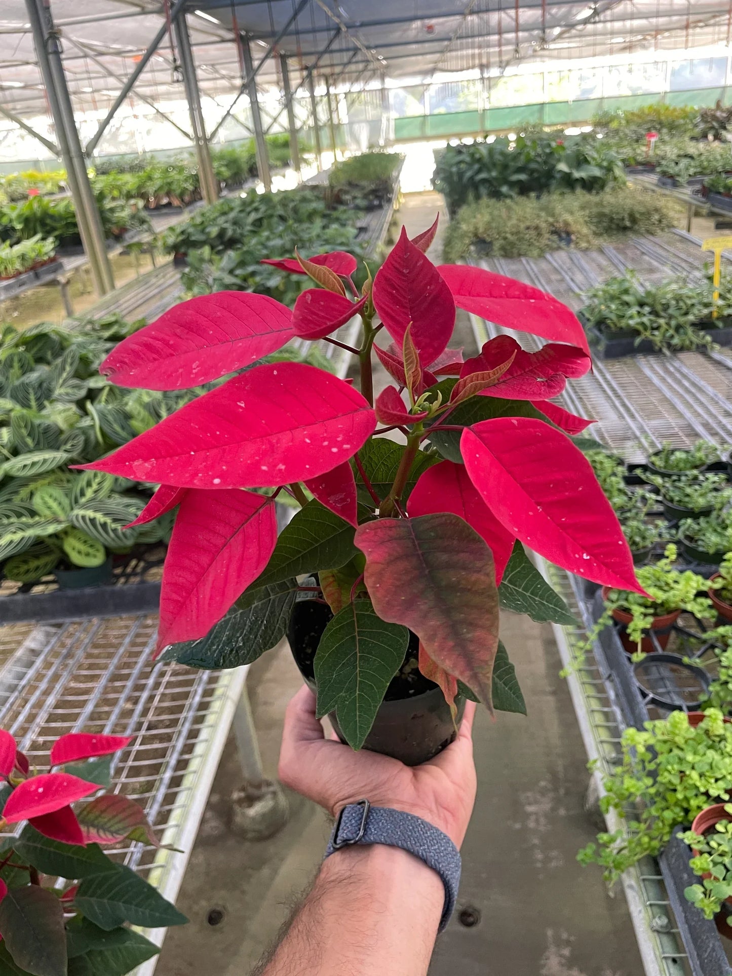 Poinsettia 'Red' - Holiday Starlight: Festive Christmas Floral Display Plant, Vibrant Red and Green Foliage