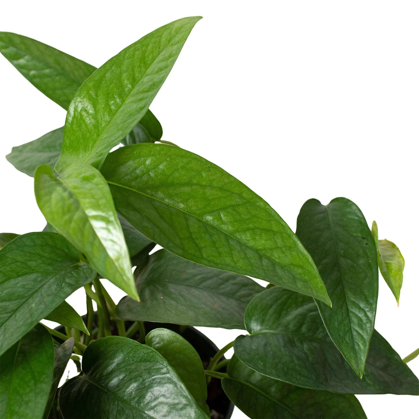 Pothos 'Cebu Blue' - Blue Dream Weaver: Elegant Silvery Sparkling Houseplant