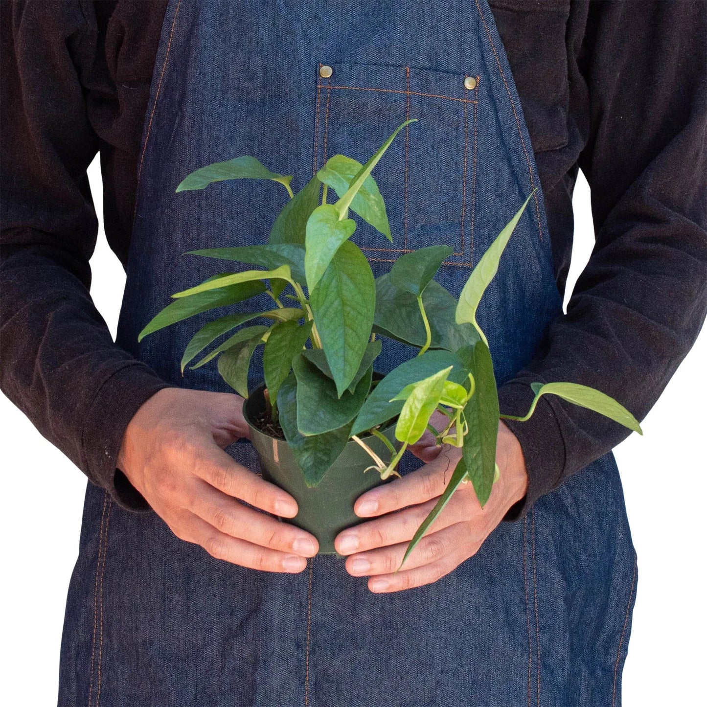 Pothos 'Cebu Blue' - Blue Dream Weaver: Elegant Silvery Sparkling Houseplant