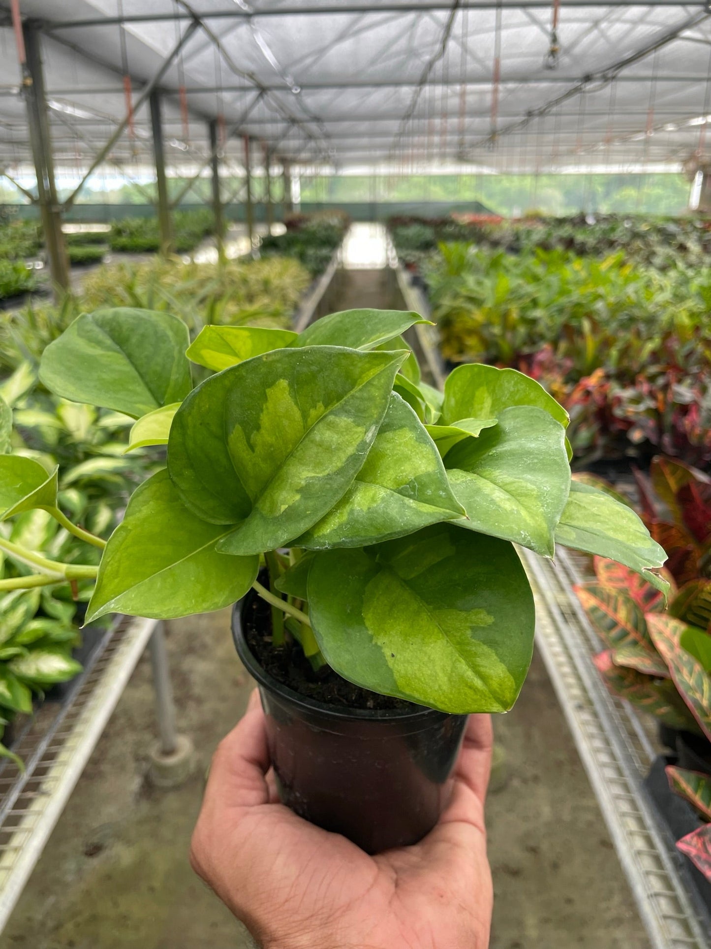 Pothos 'Global Green' - Green Globe-Trotter: Easy-Care Trailing Houseplant with Air-Purifying Qualities