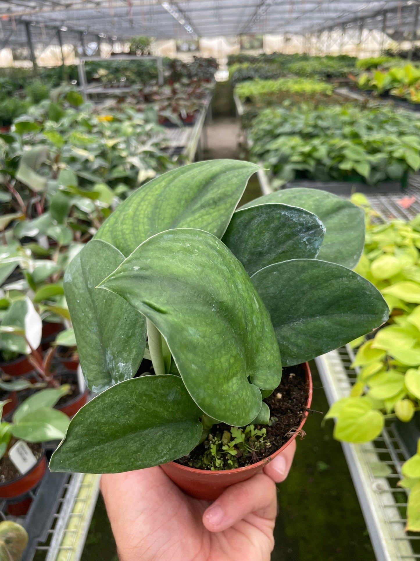 Pothos Jade Satin - Satin Smooth Operator: Luxurious Low Maintenance Houseplant with Heart-Shaped Leaves