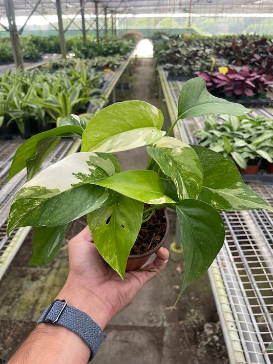 Pothos 'Albo Variegata' - Evergreen Snowfall: Rare Variegated Houseplant with Creamy White and Lush Green Leaves