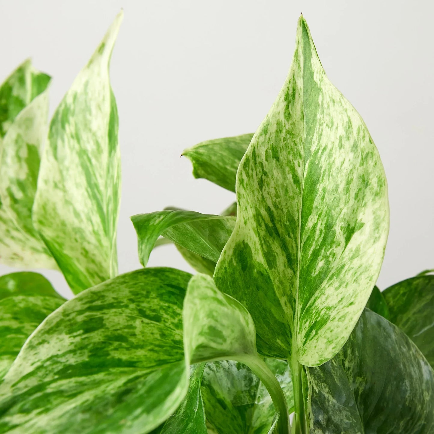 Pothos 'Marble Queen' - Queen of the Jungle: Low Maintenance Variegated Indoor Houseplant