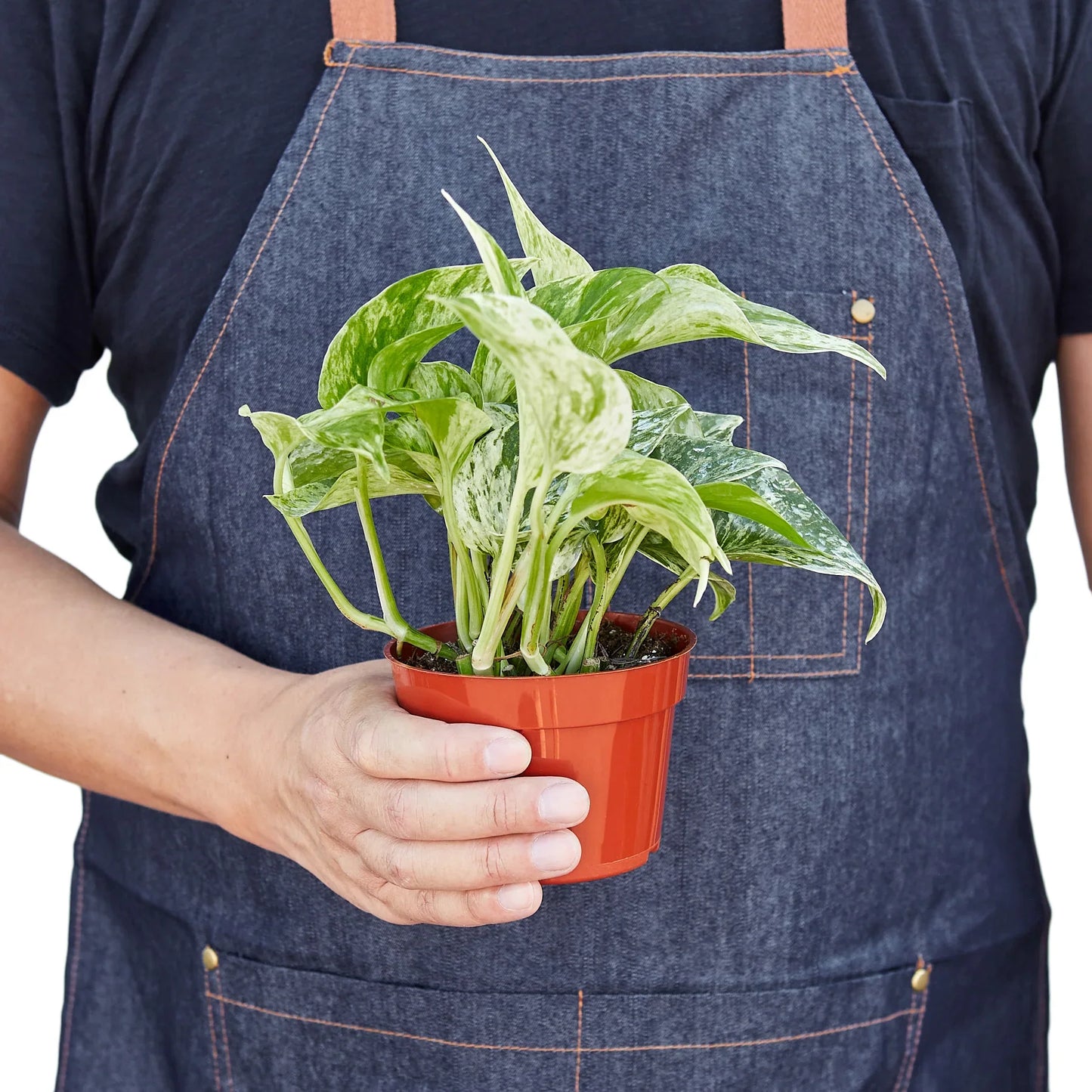 Pothos 'Marble Queen' - Queen of the Jungle: Low Maintenance Variegated Indoor Houseplant